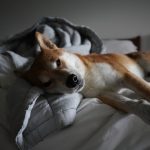 Wake Up to the Power of Good Sleep: Transform Your Life with These Proven Strategies