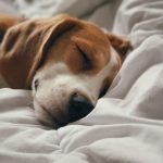 The Sleep Revolution: Unlocking the Power of a Good Night’s Rest for a Healthier, Happier You